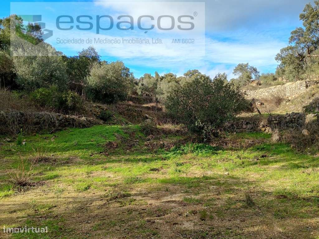 Terreno Rústico a 15 minutos de Castelo Branco-14