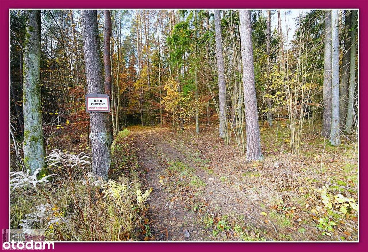 Las 2,2181 Ha*Różnowo*Bogaty Drzewostan*Uzbrojenie-6