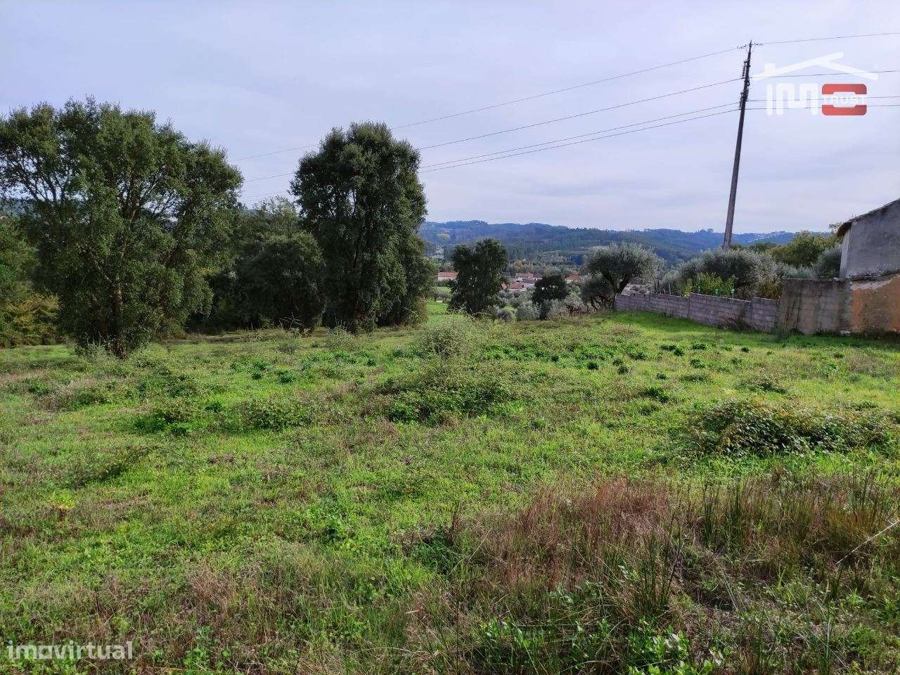 Terreno rústico com oliveiras. Possibilidade de construção. - Grande imagem: 4/4