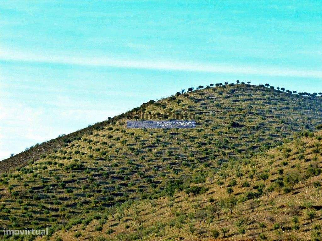 Olival de 100ha. Portugal, Barca DAlva.-7