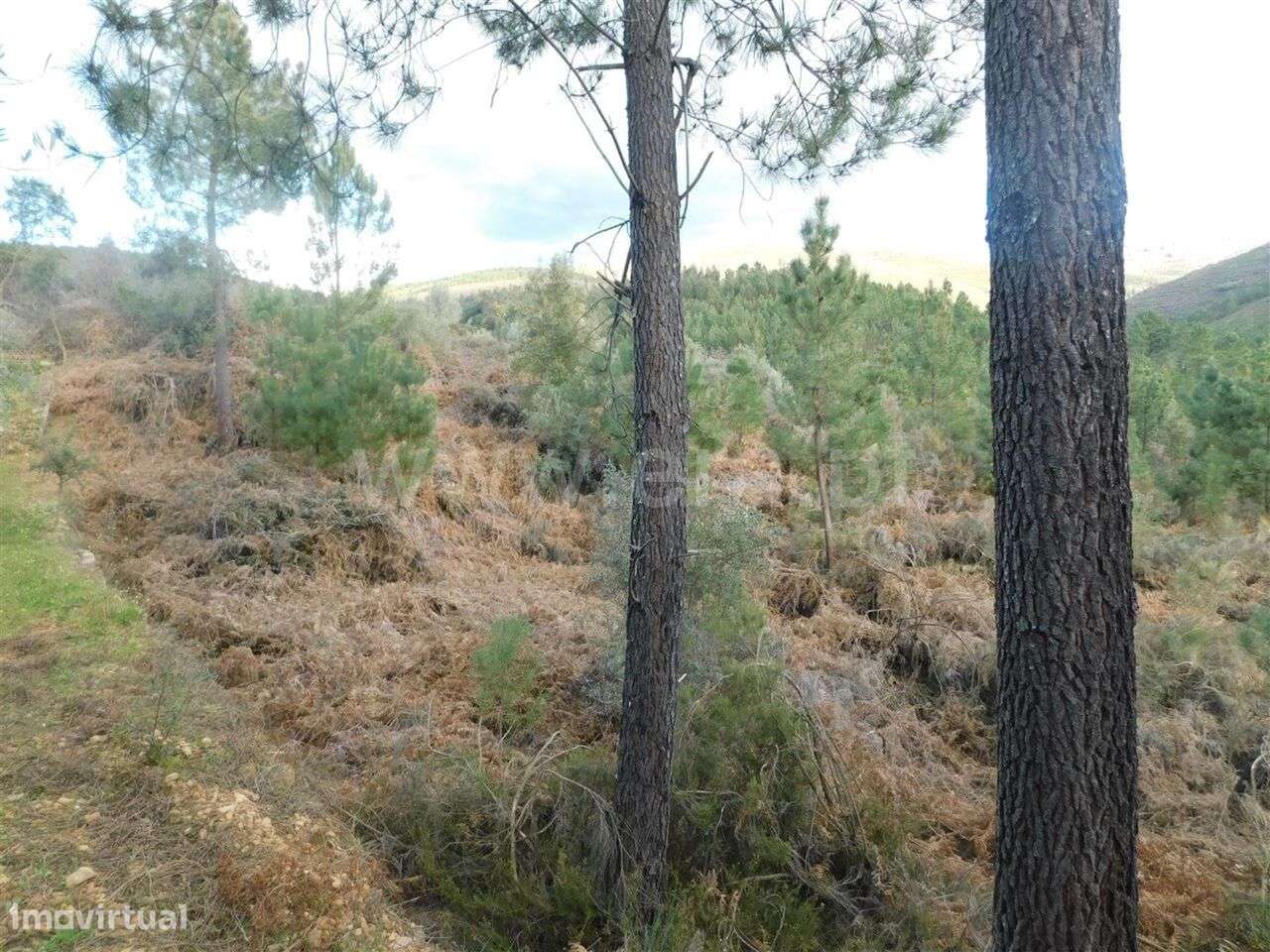 Terreno / Fundão, Souto da Casa - Grande imagem: 3/4