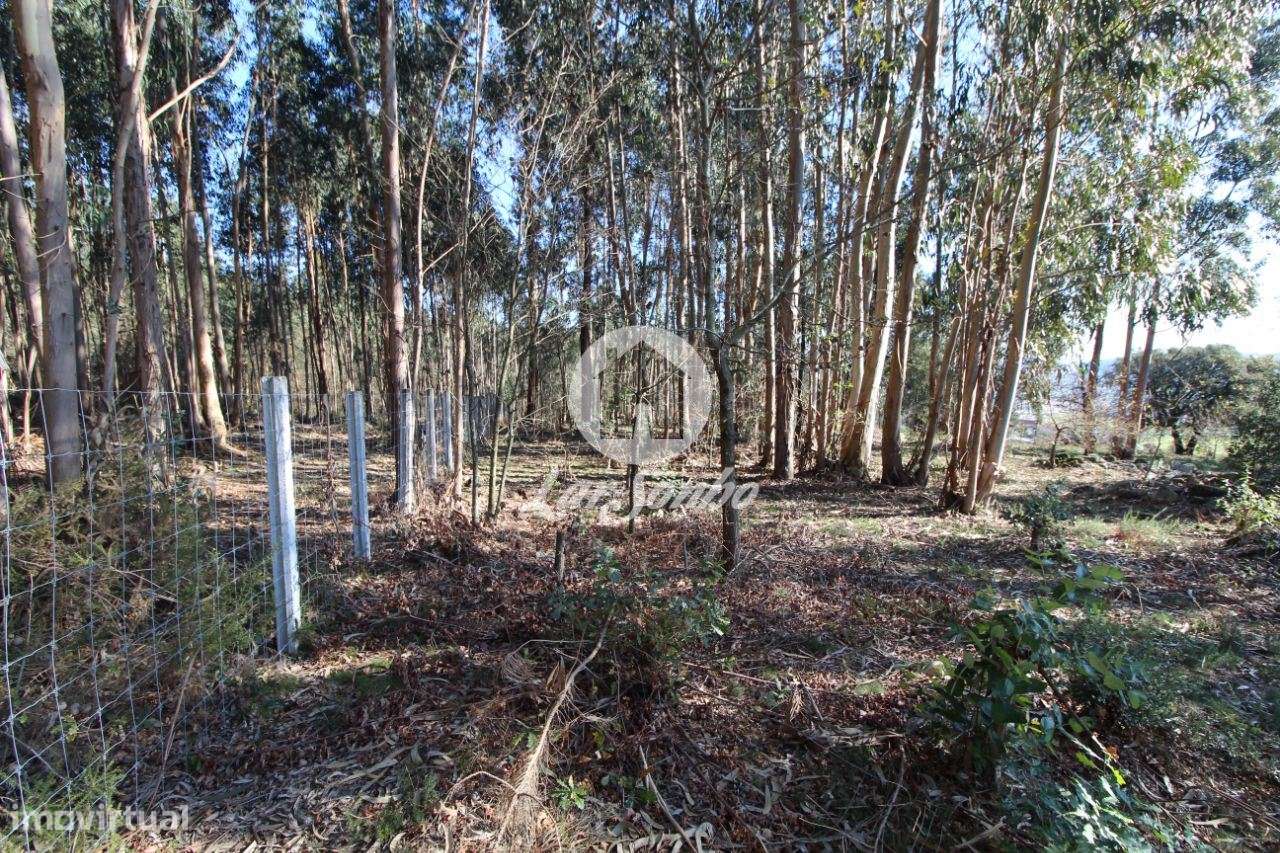 Terreno para construção com 5.000m2 em Vermoim - Grande imagem: 4/6