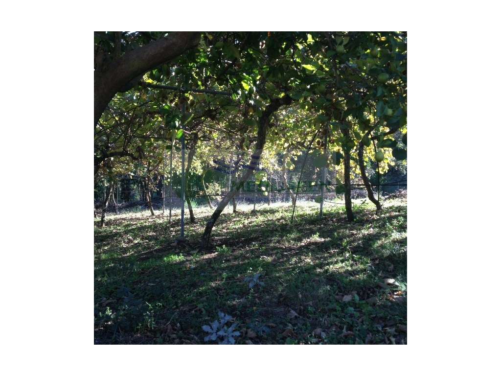 TERRENO PARA CONSTRUÇÃO SILVA ESCURA - Grande imagem: 5/15