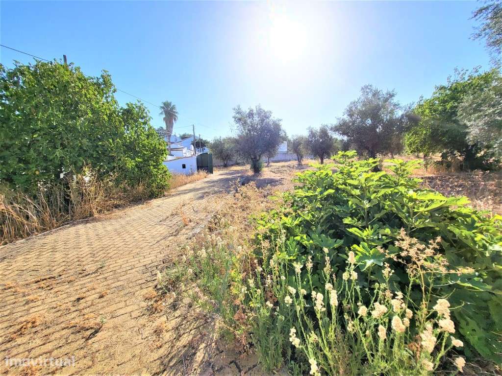 Quinta T2, com 11.000 m2, perto de Avis - Grande imagem: 5/43