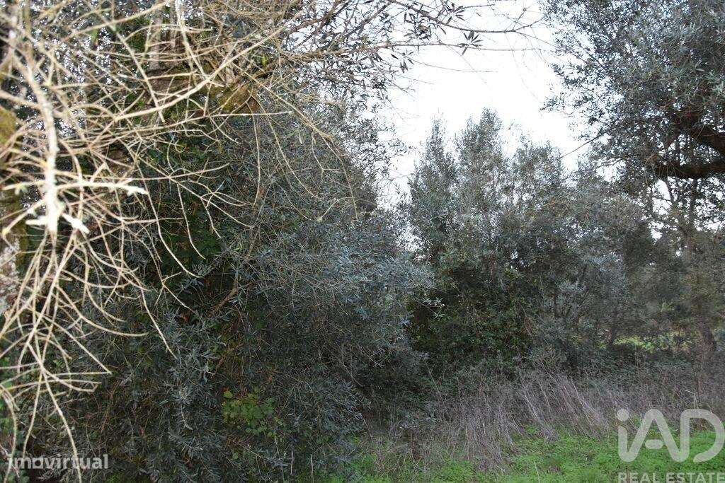 Terreno em Areias e Pias de 1200,00 m2 - Grande imagem: 4/12