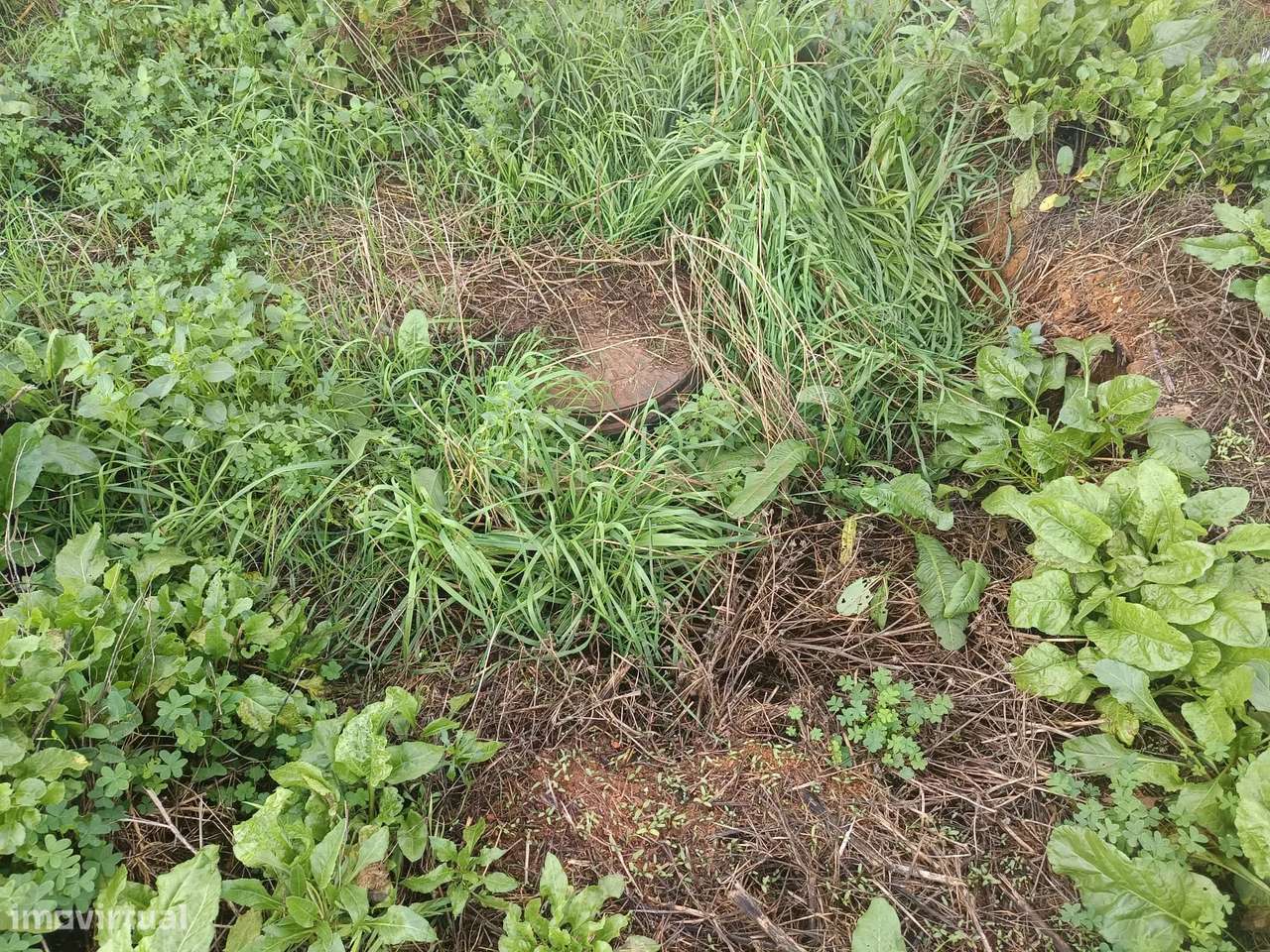 Terreno Urbano em Aljubarrota, Alcobaça - Projeto Aprovado-14
