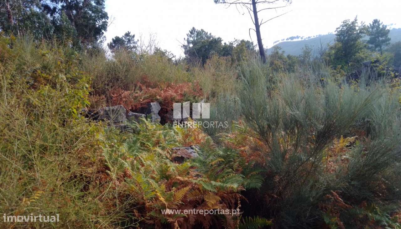 Venda Terreno com viabilidade de construção, Cinfães - Grande imagem: 4/26