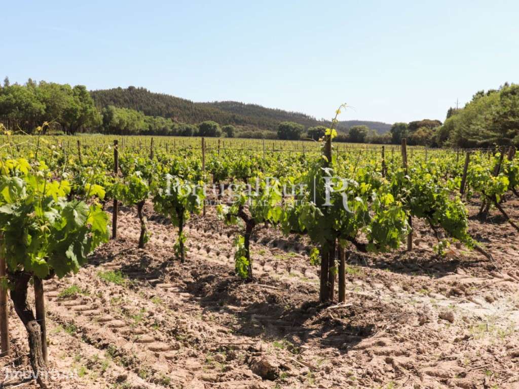 Quinta de 23ha com vinha e eucaliptos - Grande imagem: 5/50