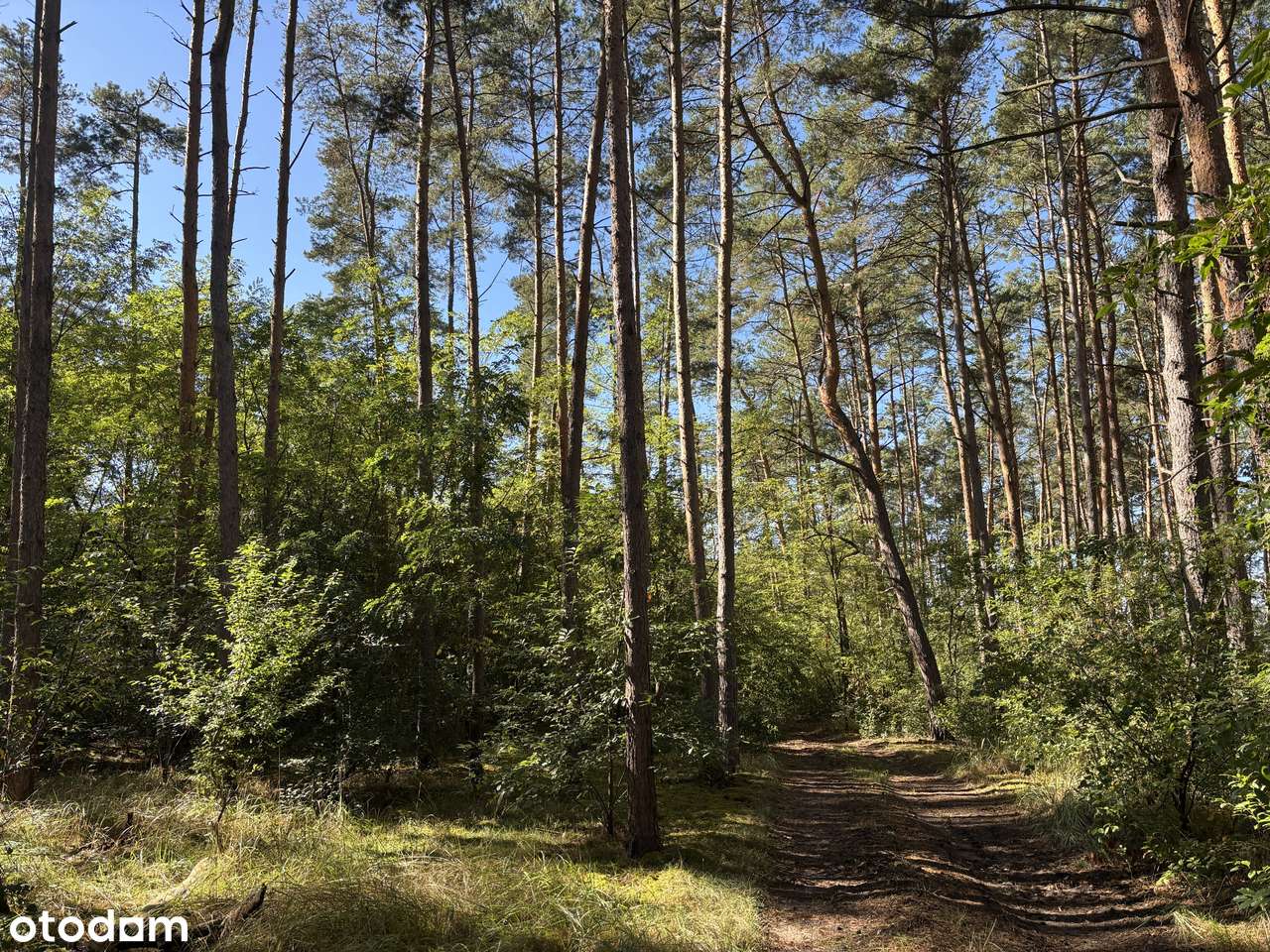 Działka leśna 2,35 ha, Kaszczor, pow. wolsztyński-16