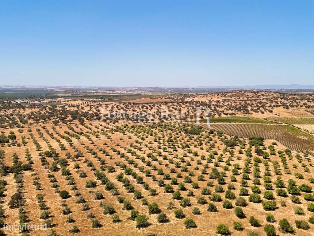 Herdade com 477 hectares no Alentejo - Grande imagem: 3/60