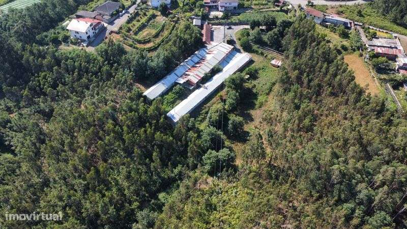 Vendo Monte, Armazem e Terras - Grande imagem: 4/5