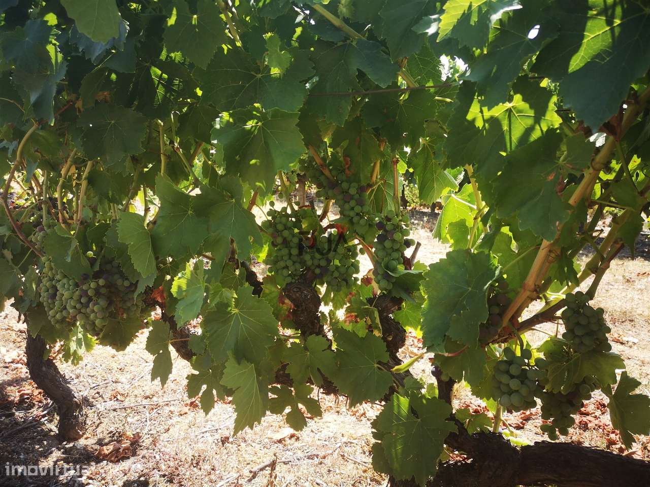 Quinta Agrícola em Campina, Penalva do Castelo - Grande imagem: 4/43