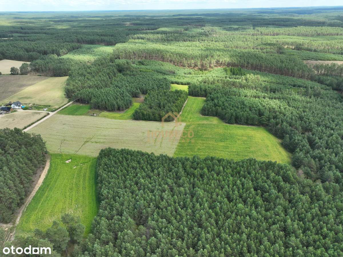 Działka pod Bytowem - 11 ha - Pełny obrazek: 5/6