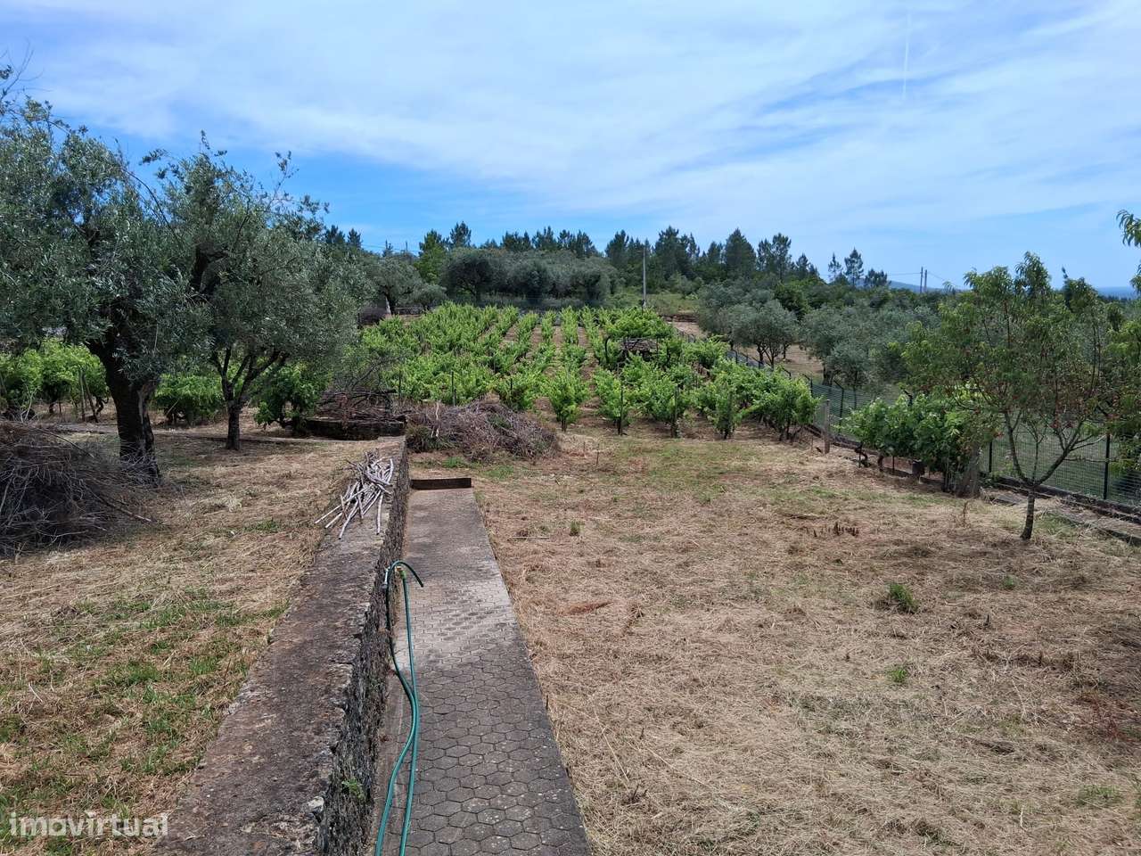 Quinta de Charme com Piscina, Vinha e 6.200 m² de Terreno | Coimbra-12