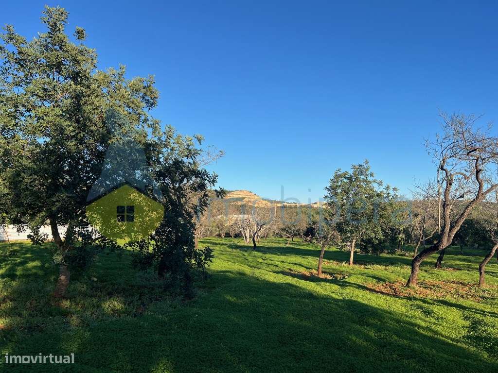 EXCELENTE LOTE DE TERRENO RÚSTICO (2.900 m2) COM AMENDOEIRAS - Grande imagem: 2/21