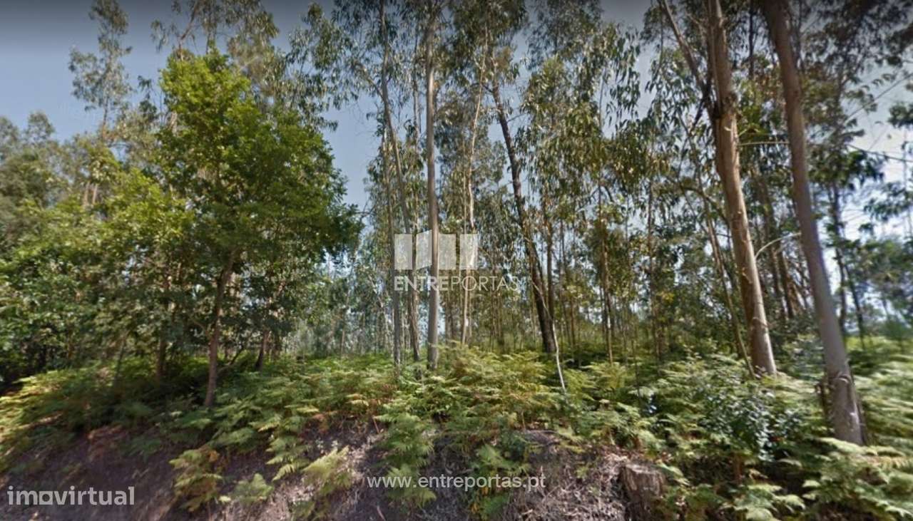 Venda de Terreno Florestal, Rates, Póvoa de Varzim - Grande imagem: 3/27