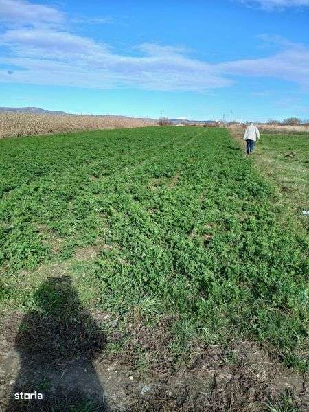 Teren intravilan intabulat Avrig 1400 mp - Imagine principală: 4/5