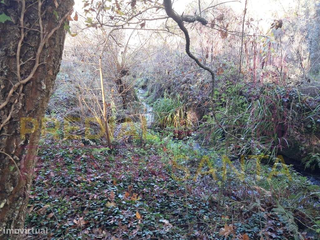 Quinta com ribeira em Candosa, Tábua - Grande imagem: 2/17