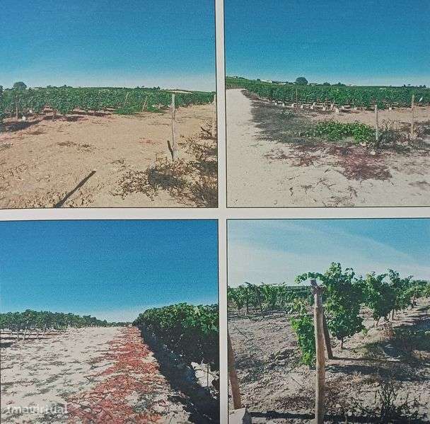 Vinha em zona privilegiada da Bairrada (DOP) - Grande imagem: 3/3