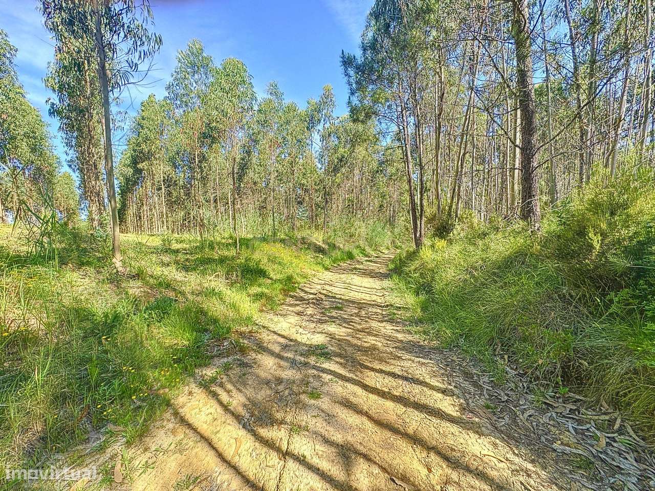 Terreno Rustico com Árvores! - Grande imagem: 5/5