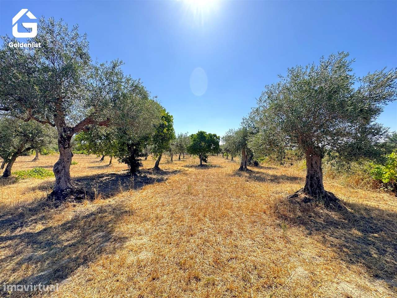 Quinta  Venda em Lardosa,Castelo Branco-39