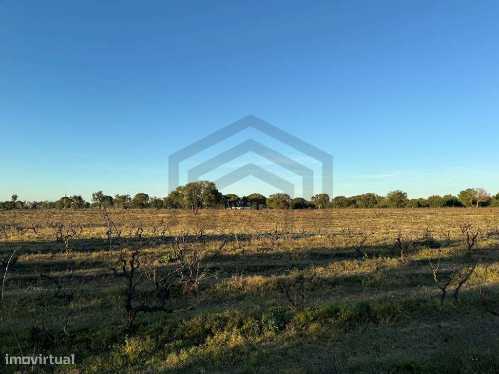 Terreno com 50.000m2 Rústico, possível construir moradia, em Pegões-10