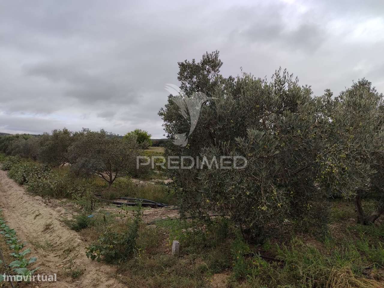 Vinha 2.5 he com Oliveiras  Furo a 1 hora de lisboa - Grande imagem: 2/5