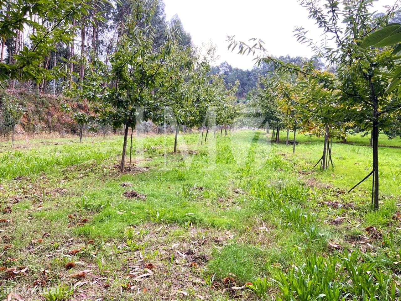 Terreno Rústico aprovado p/ Construção de Moradia - Rebordões Souto - Grande imagem: 5/11