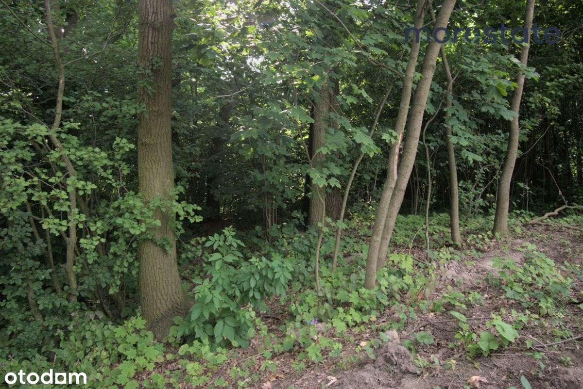 Siedlisko w pięknych okolicznościach przyrody. - Pełny obrazek: 4/8