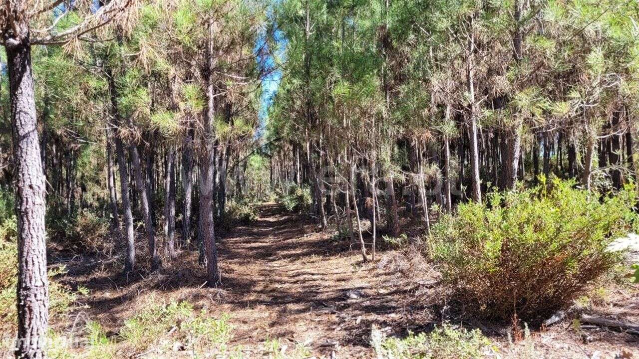 Quinta / Fundão, Enxames - Grande imagem: 4/12