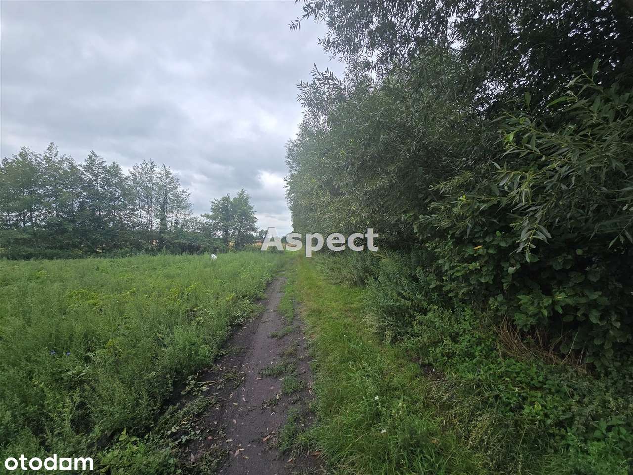Działka z lasem - Pełny obrazek: 5/9