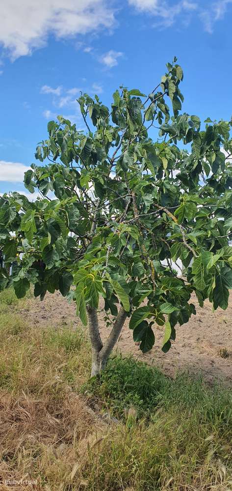 Quinta  5000m2 Viver no Campo Com a Cidade Por Perto Passil Alcochete-9