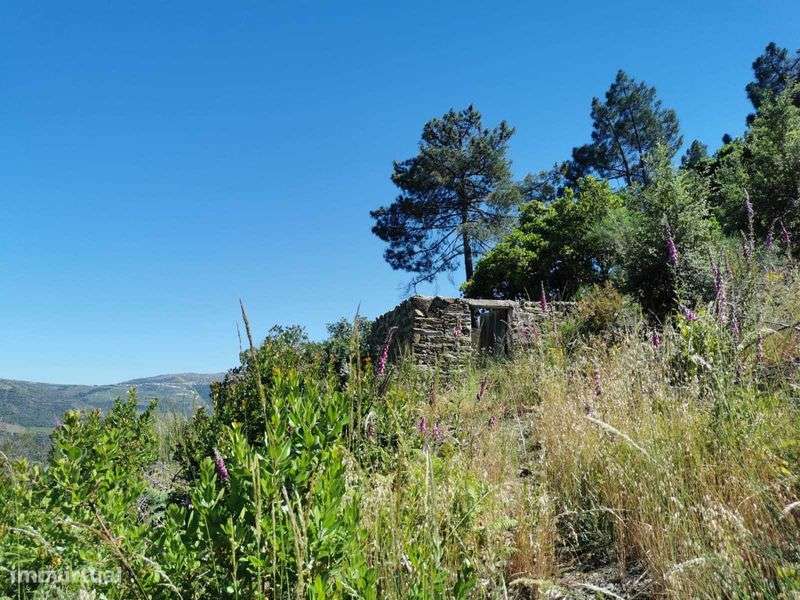 Casa do Grilo - Alto Douro - Grande imagem: 5/7