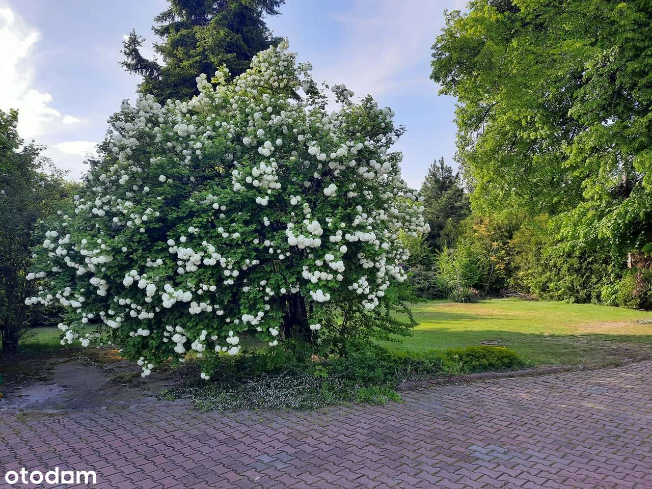 Działka 6600m2 wraz z domem 170m2 i budynkami, Wieluń - Pełny obrazek: 4/8