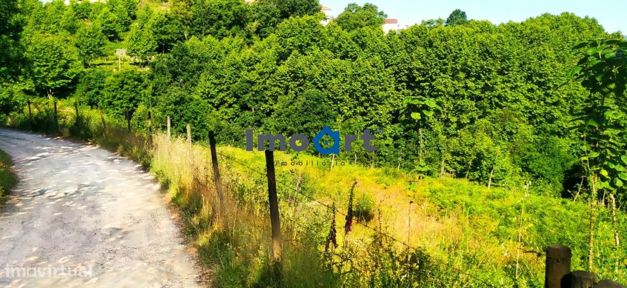 Terreno com nascente de Água!-5