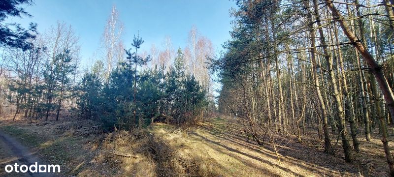 Zakrzewo Kościelne / rekreacja/ 90km Warszawa Lódź