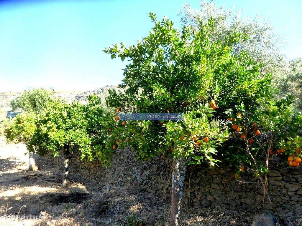 150.000m2 com Olival, em Barca DAlva. Portugal, Douro Superior, Bar... - Grande imagem: 5/9