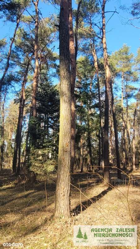 ZALESIE GÓRNE -  DZIAŁKA  Z  DORODNYM  STARODRZEWE-5