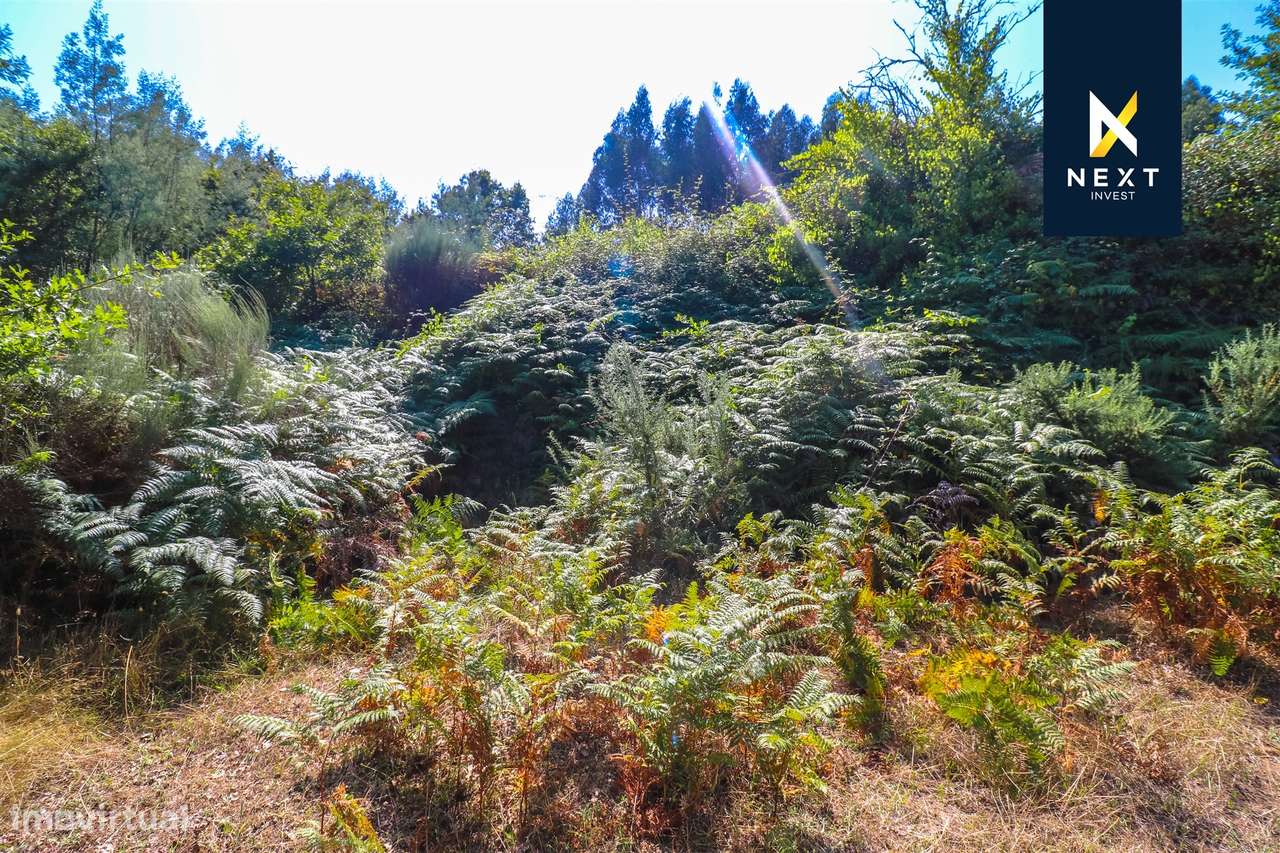 Quintinha com moradia para reconstruir a 10 minutos de Viseu. - Grande imagem: 5/16