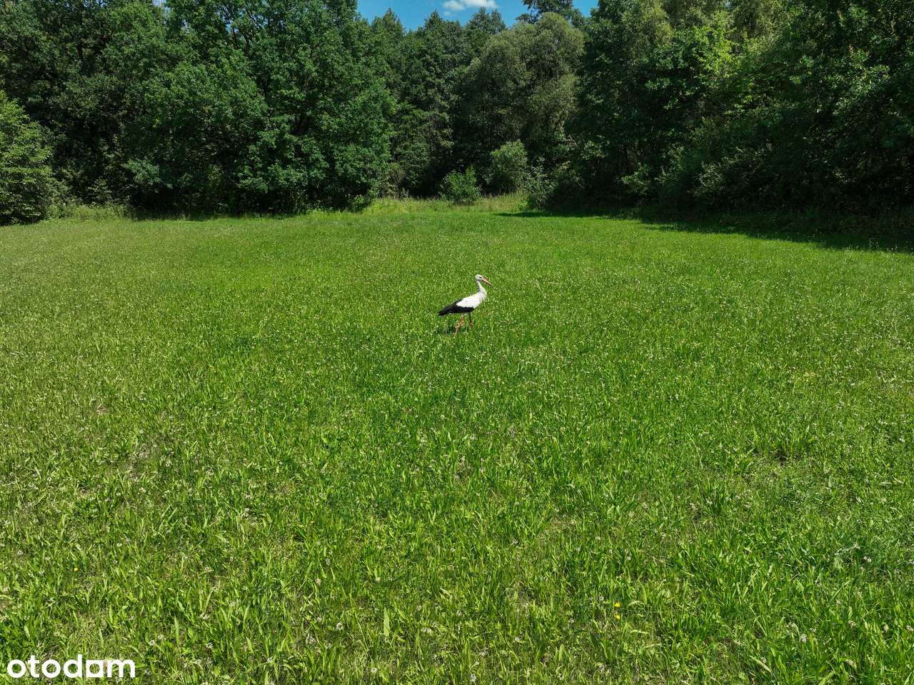 Działka rolna 27000m² (2.7ha) Żuków pow. Żyrardowski Puszcza Mariańska - Pełny obrazek: 4/4