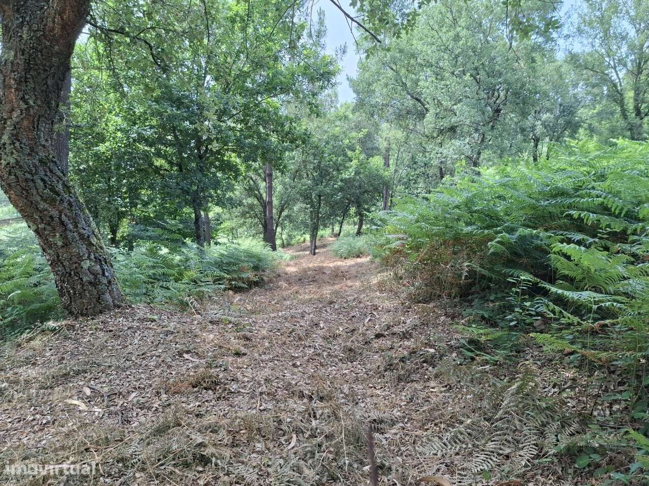 Terreno c/ projeto - Vale de Cambra-4