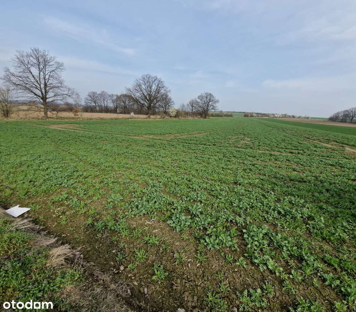 Na sprzedaż działki przemysłowe o pow. 82,17 ara w Prudniku - Pełny obrazek: 5/8