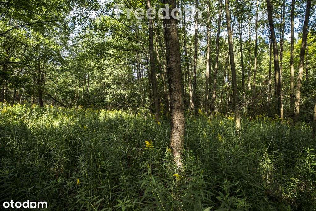 Działki leśne 19 ar – Rakszawa, Potok - Pełny obrazek: 5/9
