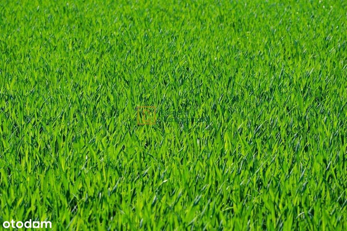 Działka 20 ar z warunkami zabudowy, 4886zł za ar!-3