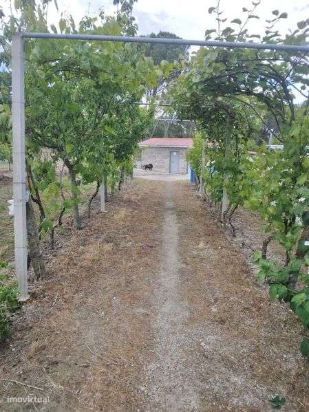 Quintinha com casa de arrumos - Grande imagem: 4/8