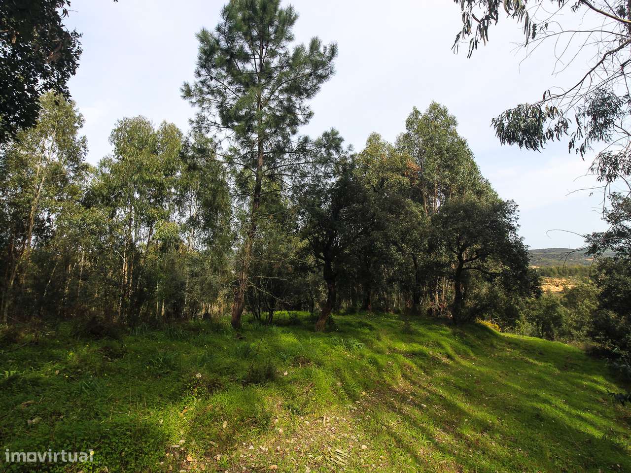 Terreno com cerca de 1 Hectare-10