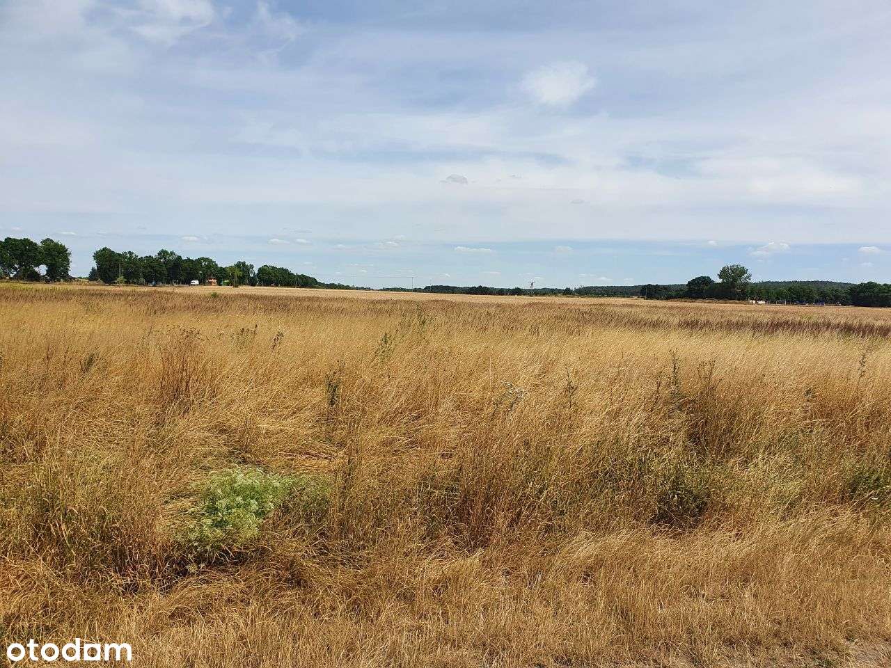 Działki rolno-budowlane Radwanice 3,47 ha - Pełny obrazek: 2/4