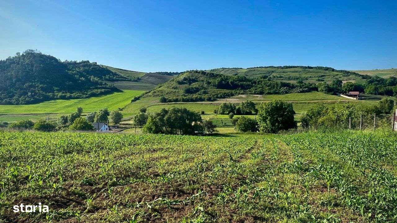 Vand teren intravilan in Sanisor cu suprafata de 4946 mp - Imagine principală: 5/6