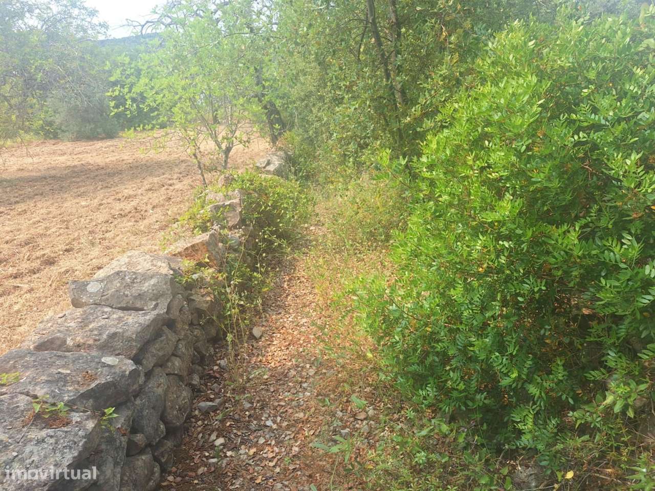 Terreno Rústico em Bordeira-3