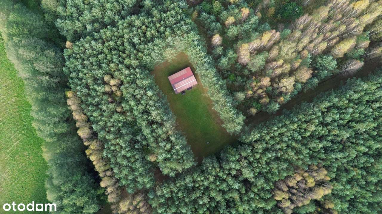 2,82 ha prywatnego lasu z domkiem – oaza spokoju na sprzedaż! - Pełny obrazek: 4/11